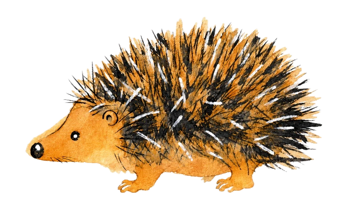 Igel Illustration
